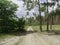 Sandy road through a forest glade