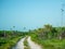 Sandy road leading through a tropical isalnd