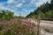 Sandy roads and clearing of heather in a forest