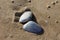 Sandy Shell on a Beach.