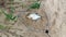 On the sandy shore of a lake with sparse grass in a mesh net with an aluminum body and handle lies a bream caught by a fisherman