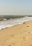 Sandy shore of warm sea, seagull, waves