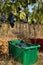 Sangiovese grape harvest