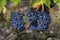 Sangiovese grapes in the Montalcino region of Tuscany