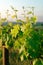 Sangiovese vines in Tuscany, Italy