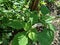 Sangketan plant (Heliotropium indicum L.), green leaves with beautiful small elongated white flowers