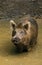 SANGLIER D`EUROPE sus scrofa