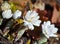 Sanguinaria canadensis, five plants