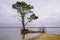 Sanguinet area landes sand lake beach with pines reflection in water france