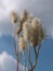 Sanguisorba canadensis or Canadian burnet, also called Pimpernel