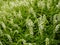 Sanguisorba caucasica white burnet in a summer garden