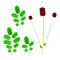 Sanguisorba minor, Salad Burnet. Botanical flat vector illustration