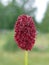 Sanguisorba officinalis