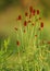 Sanguisorba officinalis. great burnet.