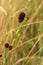 Sanguisorba officinalis growing in a wild meadow.