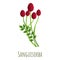 Sanguisorba plant icon, cartoon style