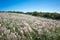 Sangumburi Crater silver grass