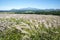 Sangumburi Crater silver grass
