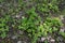 Sanicle Sanicula europaea - Wood Sanicle growing in North Yorkshire woodland