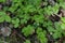 Sanicle Sanicula europaea - Wood Sanicle growing in North Yorkshire woodland