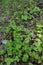 Sanicle Sanicula europaea - Wood Sanicle growing in North Yorkshire woodland