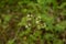 Sanicle Sanicula europaea - Wood Sanicle growing in North Yorkshire woodland