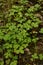 Sanicle Sanicula europaea - Wood Sanicle growing in North Yorkshire woodland