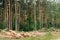 Sanitary cleaning of the forest. Tractor working in a forest. forestry