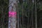 Sanitary deforestation. Dry tree marked a red cross for felling. In the background of pine forest