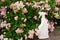 Sanitizing Roses.Remedy for roses from diseases and pests.Treatment of roses from pests, aphids and fungi.Growing and