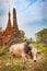 Sankar pagoda. Zebu on the foreground. Shan state. Myanmar.