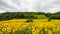 Sannokura Highlands Sunflower Fields in summer season sunny day