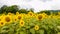 Sannokura Highlands Sunflower Fields in summer season sunny day