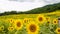 Sannokura Highlands Sunflower Fields in summer season sunny day