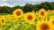 Sannokura Highlands Sunflower Fields in summer season sunny day