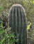 Sanoran desert cactus in closeup