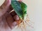 Sanseveria snake plant with bare roots