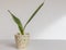 Sanseviera Bantel\\\'s Sensation white variegated snake plant in a decorative pot on white background