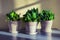 Sanseviera home plants in pots standing on the table on the background on yellow wall.