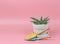 Sansevieria Boncel , indoor plant in plant pot with blue and yellow garden spoon on pink background