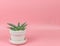 Sansevieria Boncel , indoor plant in plant pot on pink background