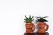 Sansevieria boncellensis and  Haworthia limifolia Marloth in old brown pot on table  and white wall with space background , air