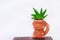 Sansevieria boncellensis  in old brown pot on table and white wall with space background , air purification trees