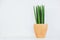 Sansevieria Cylindrica in clay pot on white background.