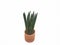 Sansevieria Cylindrica  in a clay pots isolated on white background with copy space