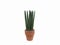 Sansevieria Cylindrica  in a clay pots isolated on white background with copy space