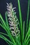 Sansevieria Cylindrica Dracaena Angolensis with flowers. Close-up of blooson Cylindrical Snake Plant