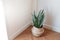 Sansevieria cylindrica and laurentii in house