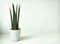 Sansevieria Cylindrica Plant on White Background