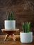 Sansevieria cylindrica or snake plant in ceramic flower pots